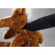 Putzi Buddy - Cavalo Jimmy Putzi Buddy - Cavalo Jimmy