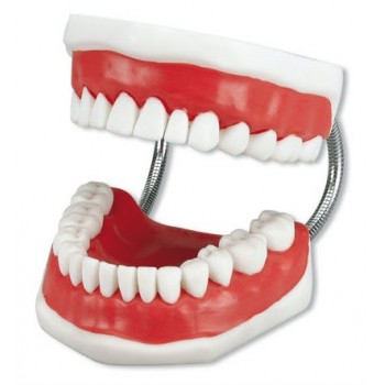 Modelo Toothbrushing + Escova Modelo Toothbrushing + Escova